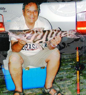 1692_IGFA_Zebra Catfish_Brachyplatystoma juruense.jpg 1692_IGFA_Zebra Catfish_Brachyplatystoma juruense.jpg